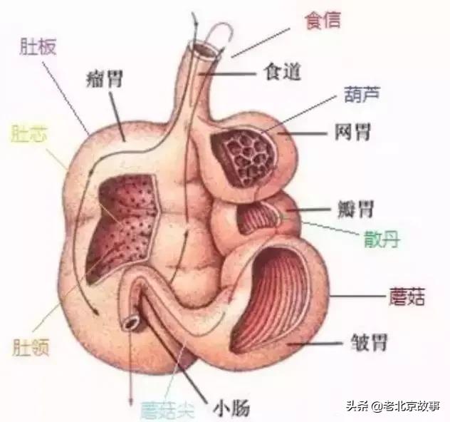 牛百叶尖,牛肚仁,牛厚头(也叫葫芦头) 羊爆肚分9种:羊散丹,羊肚领