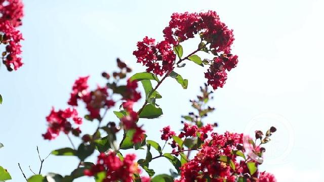 上游新闻：天坪山上秋色好 紫薇花开红艳艳