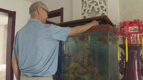 光明网：鱼吃鱼？10厘米长清道夫一夜之间消失