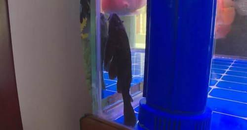 光明网：鱼吃鱼？10厘米长清道夫一夜之间消失