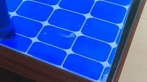 光明网：鱼吃鱼？10厘米长清道夫一夜之间消失