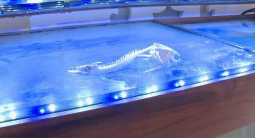 光明网：鱼吃鱼？10厘米长清道夫一夜之间消失