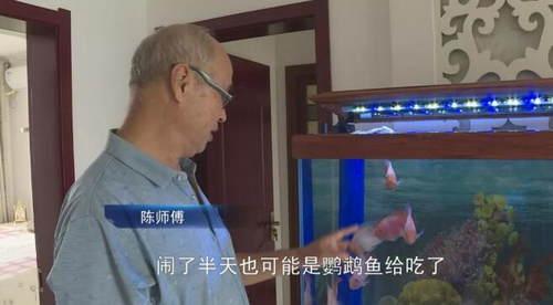 光明网：鱼吃鱼？10厘米长清道夫一夜之间消失