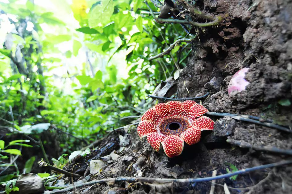 罕见的寄生花三万八千颗种子收获不易丨science61活物志