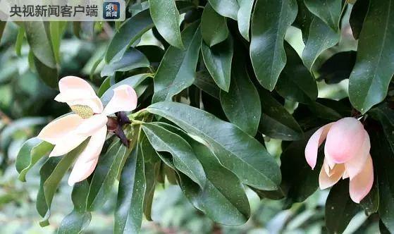 「上游新闻」晨读｜?白宫发表声明称本拉登之子死于美方联合反恐行动