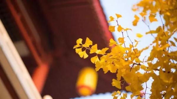 「光明网」九月过半秋渐浓，愿你不负韶华不负秋