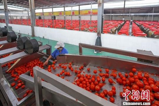 中国新闻网■日本厚劳省10月起接受基因编辑食品销售事前咨询