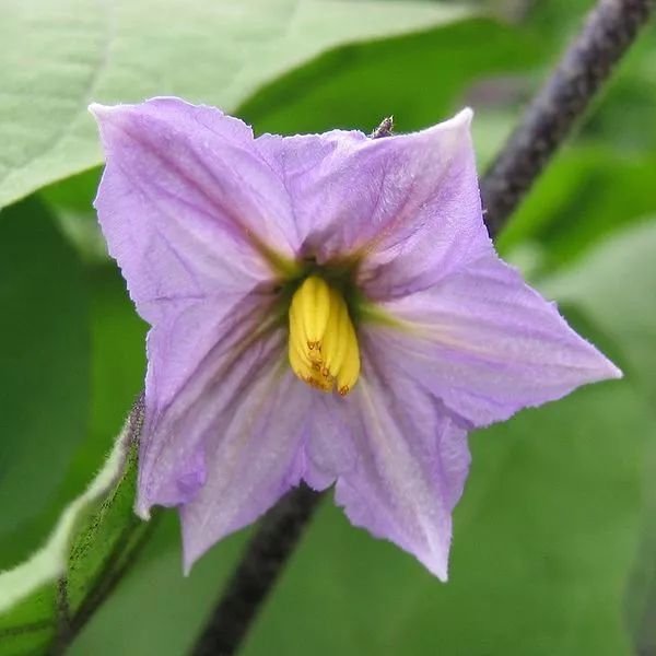 这不能怪人家,毕竟在茄科植物里,有毒的种类颇多,能致幻发疯的也有