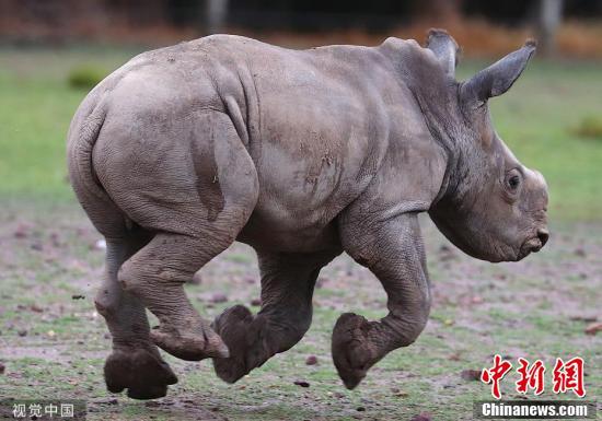 [中国新闻网]自来熟！澳动物园迎来白犀牛宝宝进园就撒欢奔跑