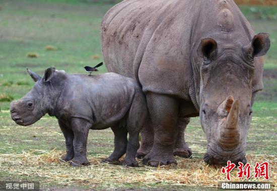 [中国新闻网]自来熟！澳动物园迎来白犀牛宝宝进园就撒欢奔跑