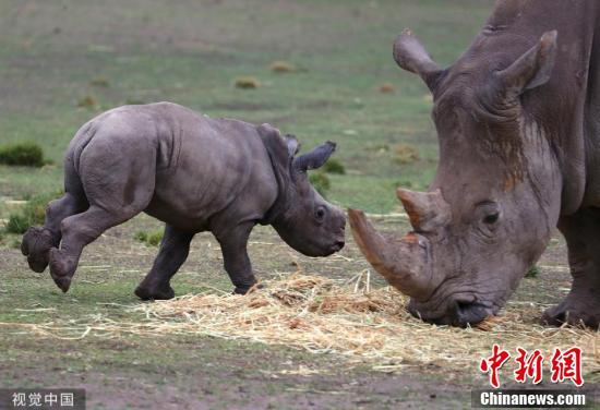 [中国新闻网]自来熟！澳动物园迎来白犀牛宝宝进园就撒欢奔跑