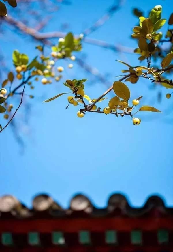 秋渐深,愿君多珍重