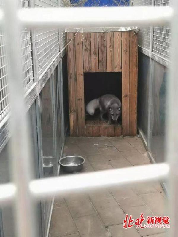中国网@“神奇动物”好看不好养，随意放生破坏生态，盲目饲养有可能违法