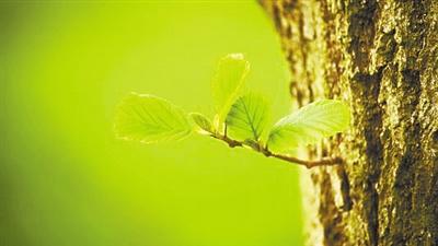 【人民网】找到提升植物碳水 利用效率的“钥匙”
