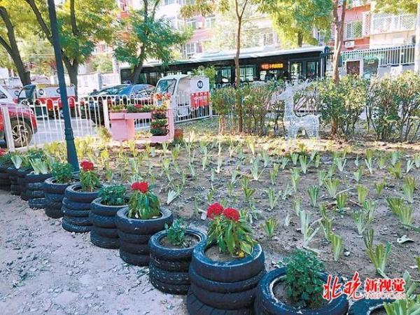 「中国网」用废旧轮胎腌菜坛子造出两座迷你花园，百子湾居民真有点子