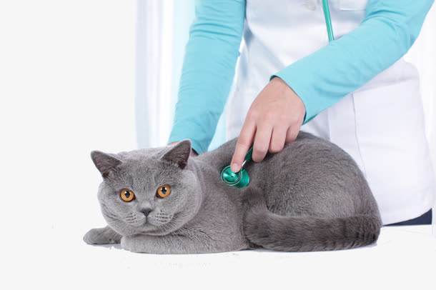 「文汇报」不到1克的超小金鱼长了肿瘤，医生居然成功做了切除手术