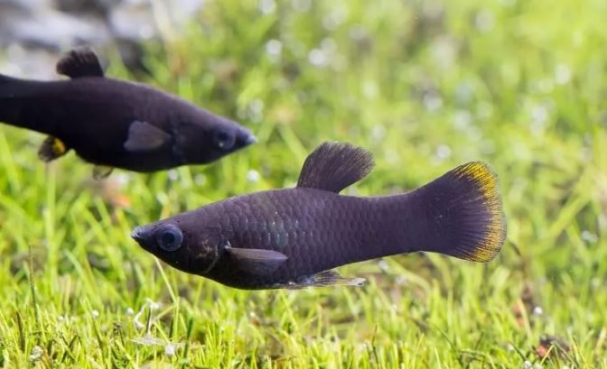 「文汇报」不到1克的超小金鱼长了肿瘤，医生居然成功做了切除手术