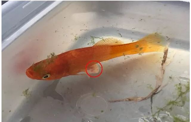 「文汇报」不到1克的超小金鱼长了肿瘤，医生居然成功做了切除手术