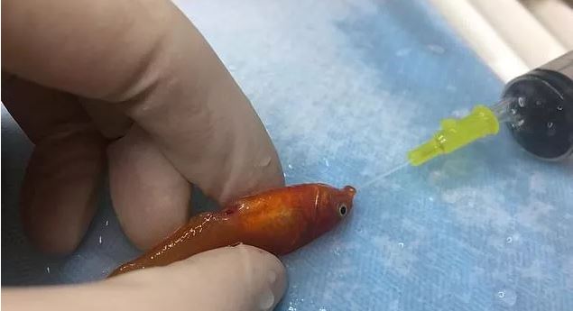 「文汇报」不到1克的超小金鱼长了肿瘤，医生居然成功做了切除手术