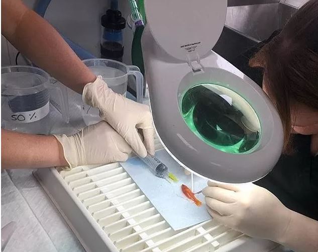 「文汇报」不到1克的超小金鱼长了肿瘤，医生居然成功做了切除手术