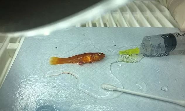 「文汇报」不到1克的超小金鱼长了肿瘤，医生居然成功做了切除手术