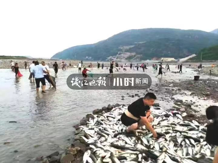文汇报■奇观！温州网红村突然出现“漫天飞鱼”，站着就有鱼直接跳到手心
