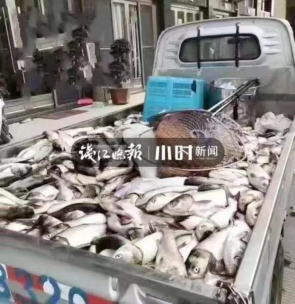 文汇报■奇观！温州网红村突然出现“漫天飞鱼”，站着就有鱼直接跳到手心
