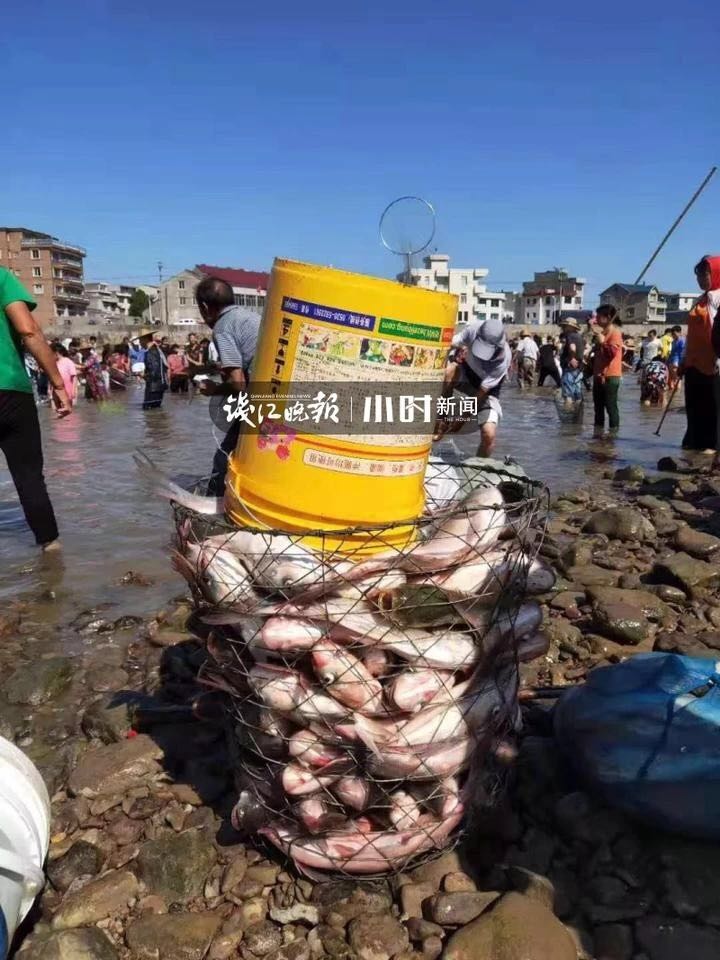 文汇报■奇观！温州网红村突然出现“漫天飞鱼”，站着就有鱼直接跳到手心