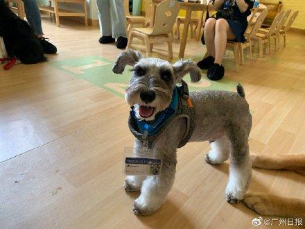 [光明网]幼儿园来了“狗狗教授”一句话没说却疯狂圈粉