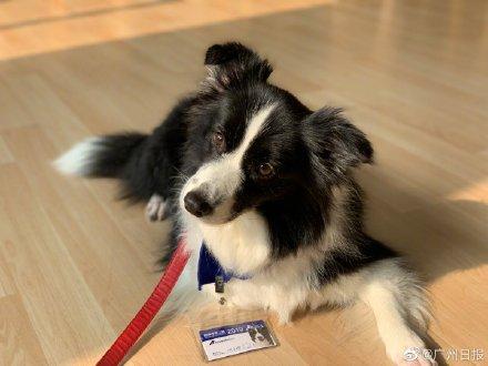 [光明网]幼儿园来了“狗狗教授”一句话没说却疯狂圈粉