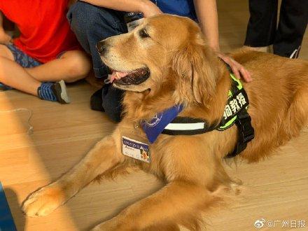 [光明网]幼儿园来了“狗狗教授”一句话没说却疯狂圈粉