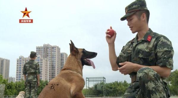 「光明网」老兵退伍，警犬用这种方式向他告别