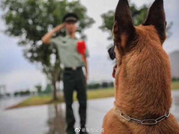 「光明网」老兵退伍，警犬用这种方式向他告别