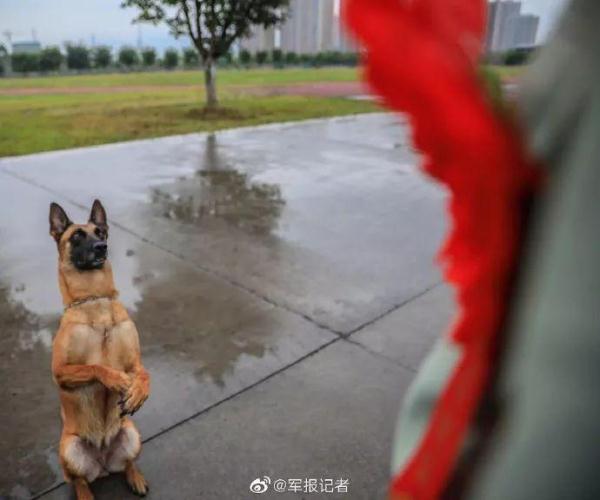 「光明网」老兵退伍，警犬用这种方式向他告别