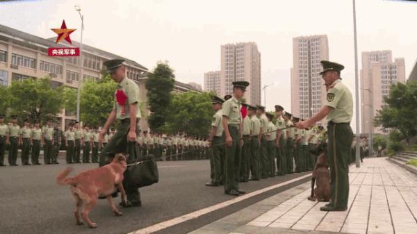 「光明网」老兵退伍，警犬用这种方式向他告别