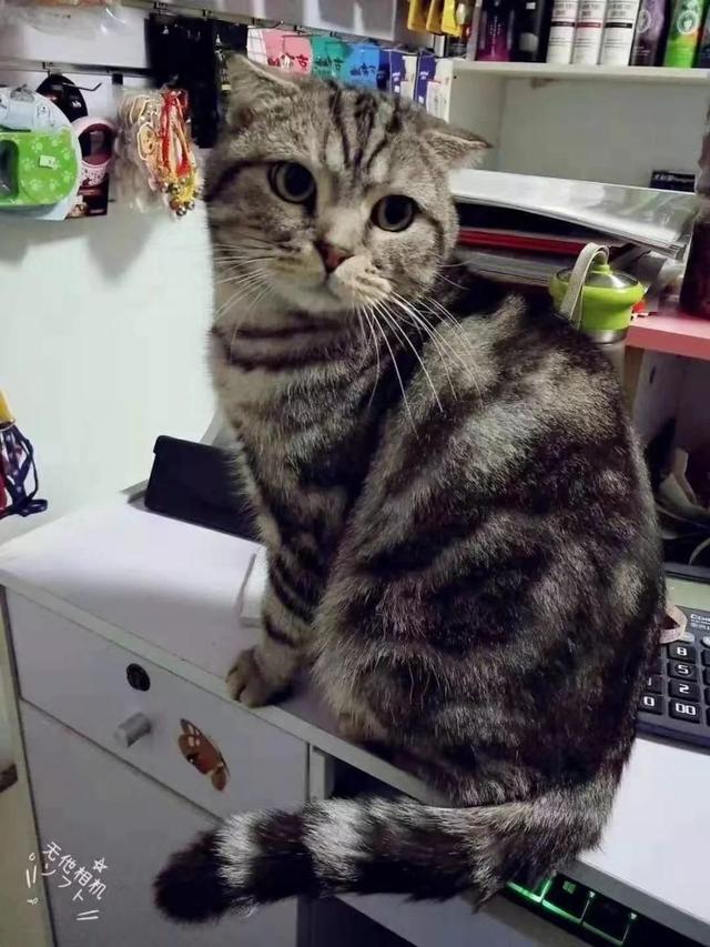 环球网：姑娘你干的丑事，被监控全拍下来了