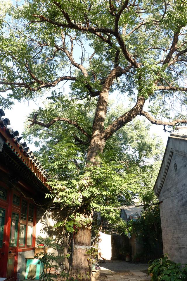 新京报■网红四合院，百岁老人和他的幸福生活│北京表情