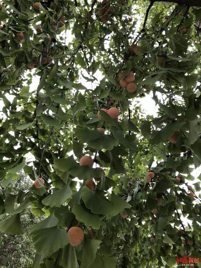 #环球网#提醒！这种果子随处可见，千万别捡！小孩生吃10颗即可能致死