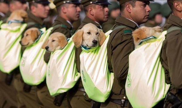 [北京日报客户端]智利举行盛大阅兵式 警犬成抢镜王 小奶狗超萌