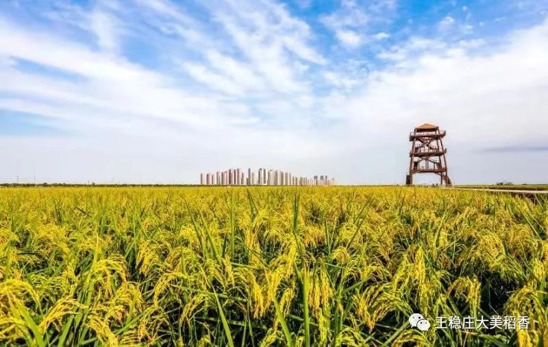 王稳庄稻香公园是一家以独特规模景观地展 梯田彩稻大地景观为主线