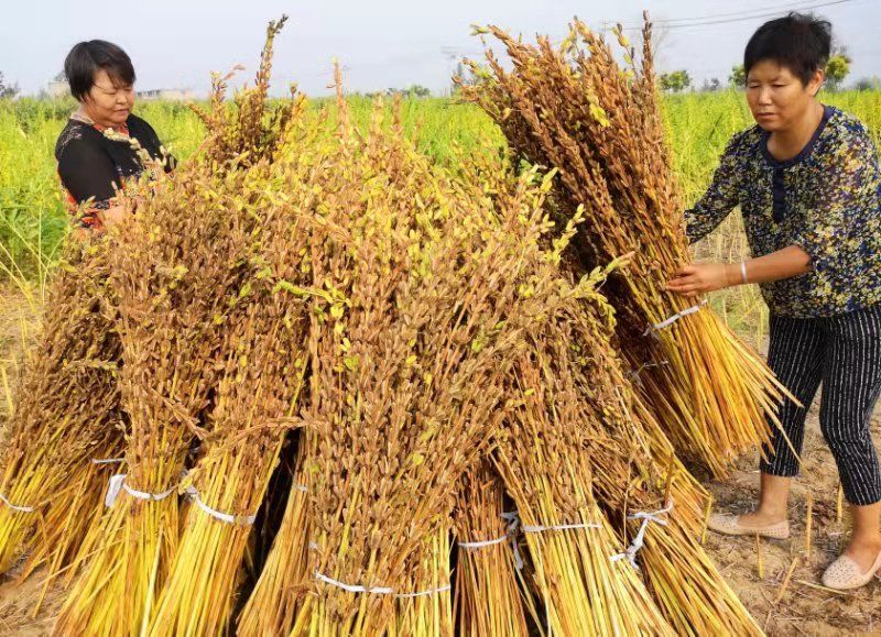 颍上县慎城镇杨圩村,农民李家琴在收割水稻.