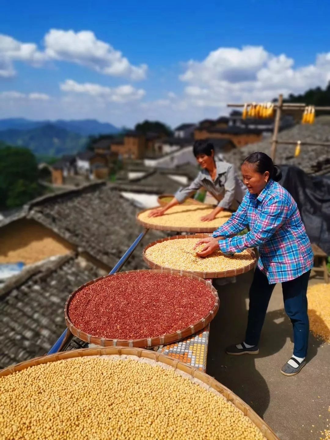 乡村生活图景秋分到看2800万安徽农民这样晒丰收