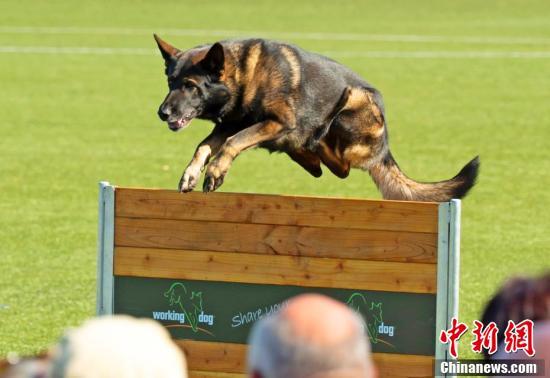 大量最优秀最健美的德国牧羊犬在这些比赛中大显身手