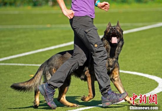 大量最优秀最健美的德国牧羊犬在这些比赛中大显身手