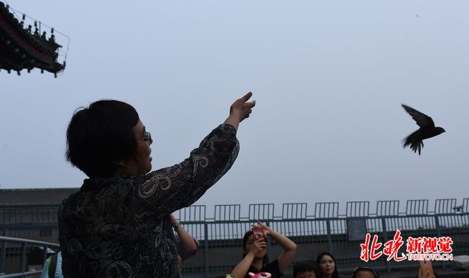 北京晚报：北京雨燕数量最多达7005只 最爱去天宁寺桥