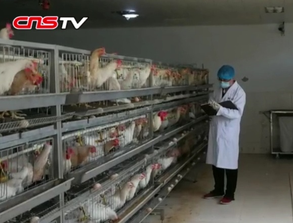 中国新闻网@【中国梦·大国工匠篇】“畜禽营养师”吴强三：搞研发要吃得了苦头 耐得住寂寞