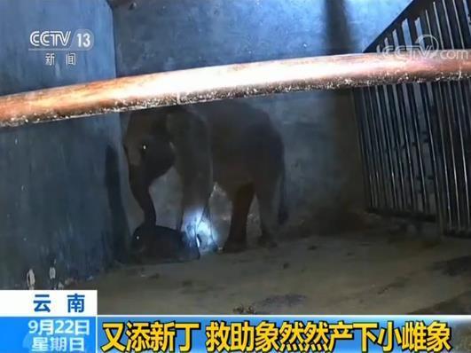 【光明网】又添新丁救助象然然产下小雌象