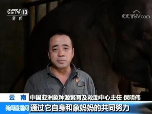 【光明网】又添新丁救助象然然产下小雌象
