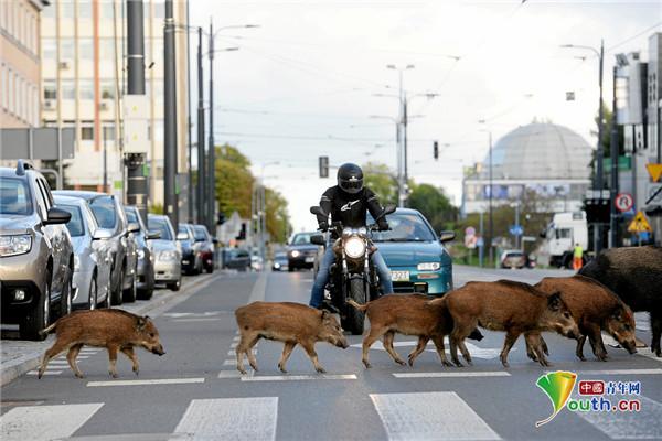 【中国青年网】一群野猪在波兰街道招摇过市 民众驻足拍照