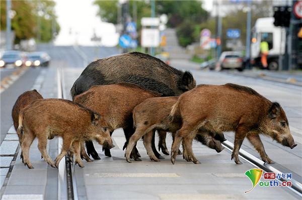 【中国青年网】一群野猪在波兰街道招摇过市 民众驻足拍照